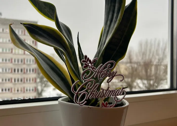 Sunny سفينويتشي